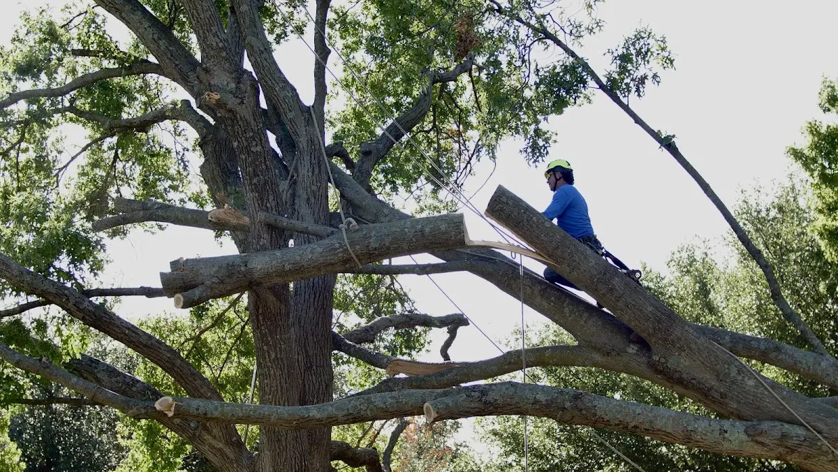 Professional Hazardous Tree Removal performed by certified arborists in Tecumseh