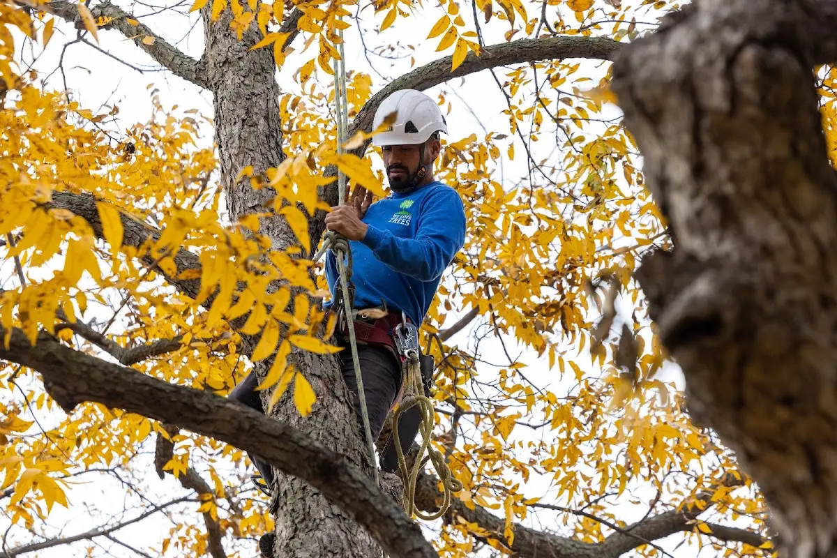 Skilled Emergency Tree Service crew working in Tecumseh